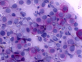 Mast cell tumor (CAE)
