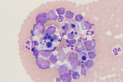 Equine peritoneal fluid