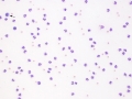 <i>Actinobacillus equuli</i>