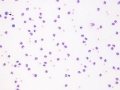 Actinobacillus equuli