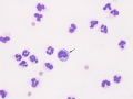 Actinobacillus equuli