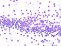 Macrophages & eosinophils