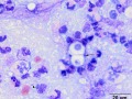 Cryptococcus & bacteria (dog)