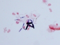 Cyniclomyces guttulatus