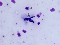 Cyniclomyces guttulatus