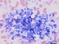 Listeria (cat)