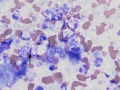 Listeria (cat)
