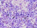 Listeria (cat)