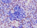 Listeria (cat)