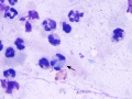 Brucella