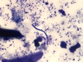 Dermatophilus