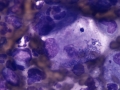 Rhodococcus (cat)