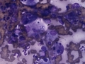 Rhodococcus (cat)