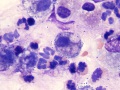 Streptococcus zooepidemicus