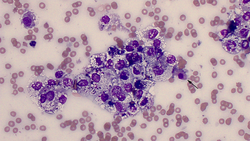 Necrosis & epithelial cells (dog)