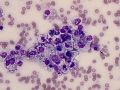 Necrosis & epithelial cells (dog)