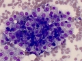 Necrosis & epithelial cells (dog)