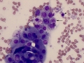 Necrosis & epithelial cells (dog)