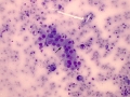 Suspect carcinoma (cat)
