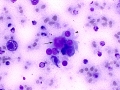 Suspect carcinoma (cat)