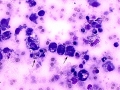Mixed inflammation (cat)