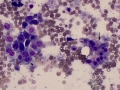 Necrosis & epithelial cells (dog)