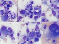 Sarcoma (cat)