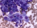 Mesothelial cells (dog)