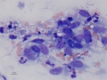 Hemangiosarcoma (horse)