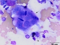 Giant cell tumor of soft parts (horse)
