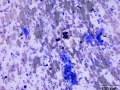 Giant cell tumor of soft parts (horse)