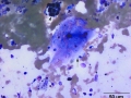 Giant cell tumor of soft parts (horse)