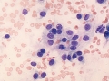Soft tissue sarcoma (dog)