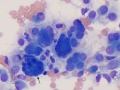 Soft tissue sarcoma (dog)