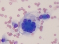 Soft tissue sarcoma (dog)