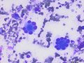 Crown-like cells (dog, DQ)