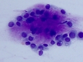 Osteosarcoma (dog)