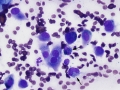 Melanoma (DQ, dog)