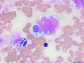 Mucin-producing sarcoma (dog)