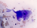 Giant cell tumor of soft parts (horse)