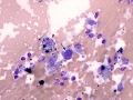 Giant cell tumor of soft parts (horse)