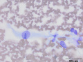 Sarcoma (cat)