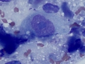 Sarcoma (cat)