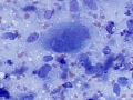 Sarcoma (cat)