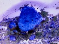 Giant cell tumor of soft parts (horse)