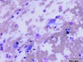 Giant cell tumor of soft parts (horse)
