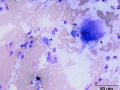 Giant cell tumor of soft parts (horse)