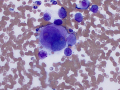 Mast cell tumor (dog)