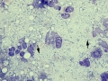Septic inflammation (dog)