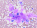 Mucin-producing sarcoma (dog)